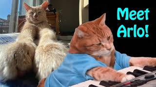 Keyboard Cat & Arlo! by Keyboard Cat! 13,344 views 6 months ago 25 seconds