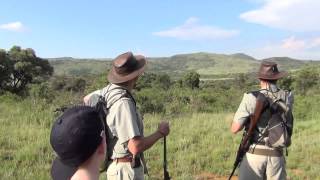 Lion stalking us on first walking safari (don't turn your backs)