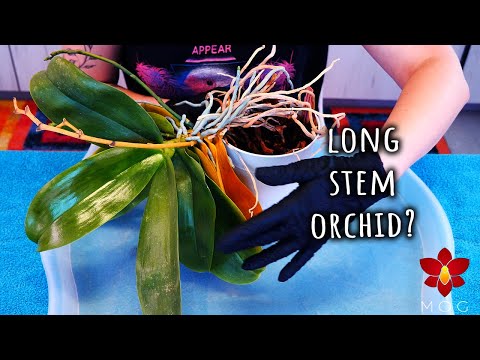 Your Phalaenopsis Orchid will look like this after a few years! Orchid Care for Beginners