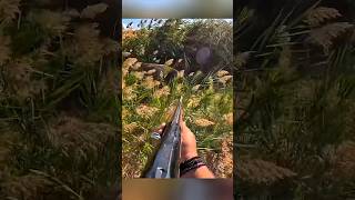 Охота на кабана — момент встречи в дикой природе! 🐗🌿#boarhunting#chasse #охота #охотник