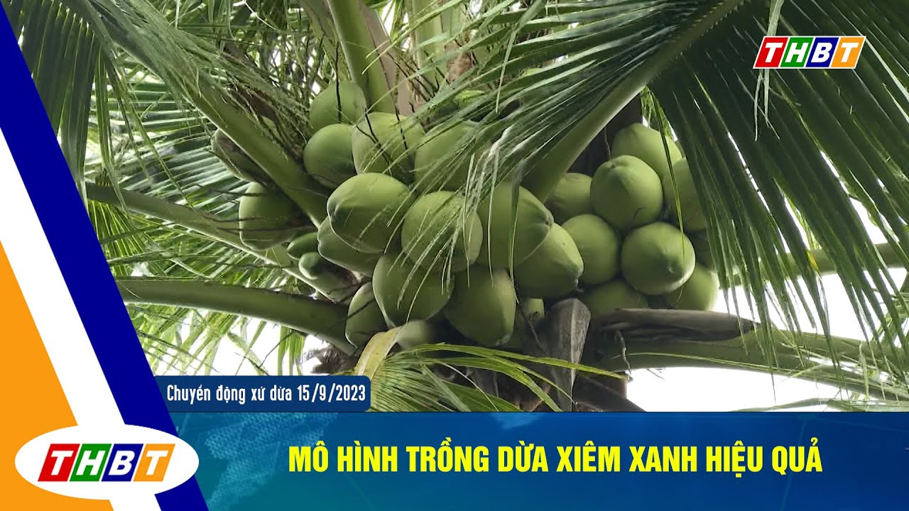 MÔ HÌNH TRỒNG DỪA XIÊM XANH HIỆU QUẢ - YouTube