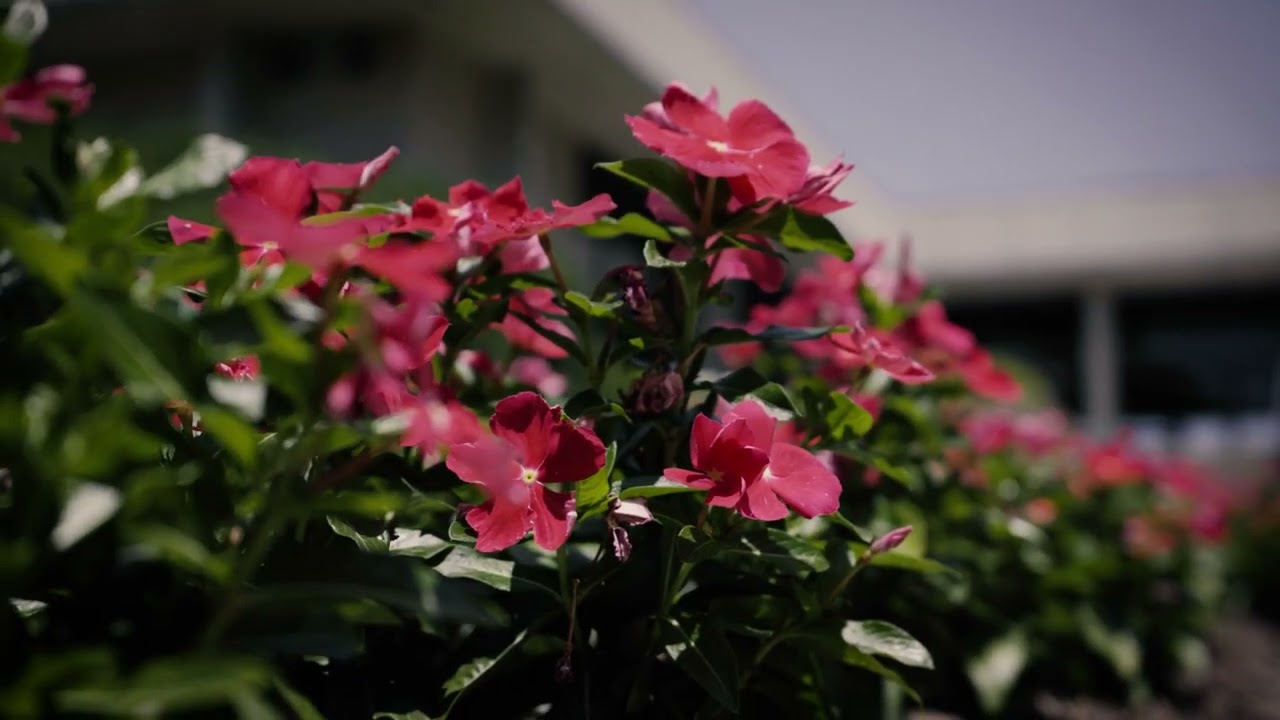 A-State Campus B-Roll