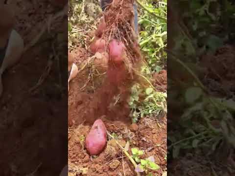 Super kuat!!Petani mencabut ubi hanya dengan tangan kosong #shorts