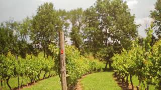 OLD YORK CELLARS WINERY IN RINGOES NJ IN BRIDGEWATER MALL