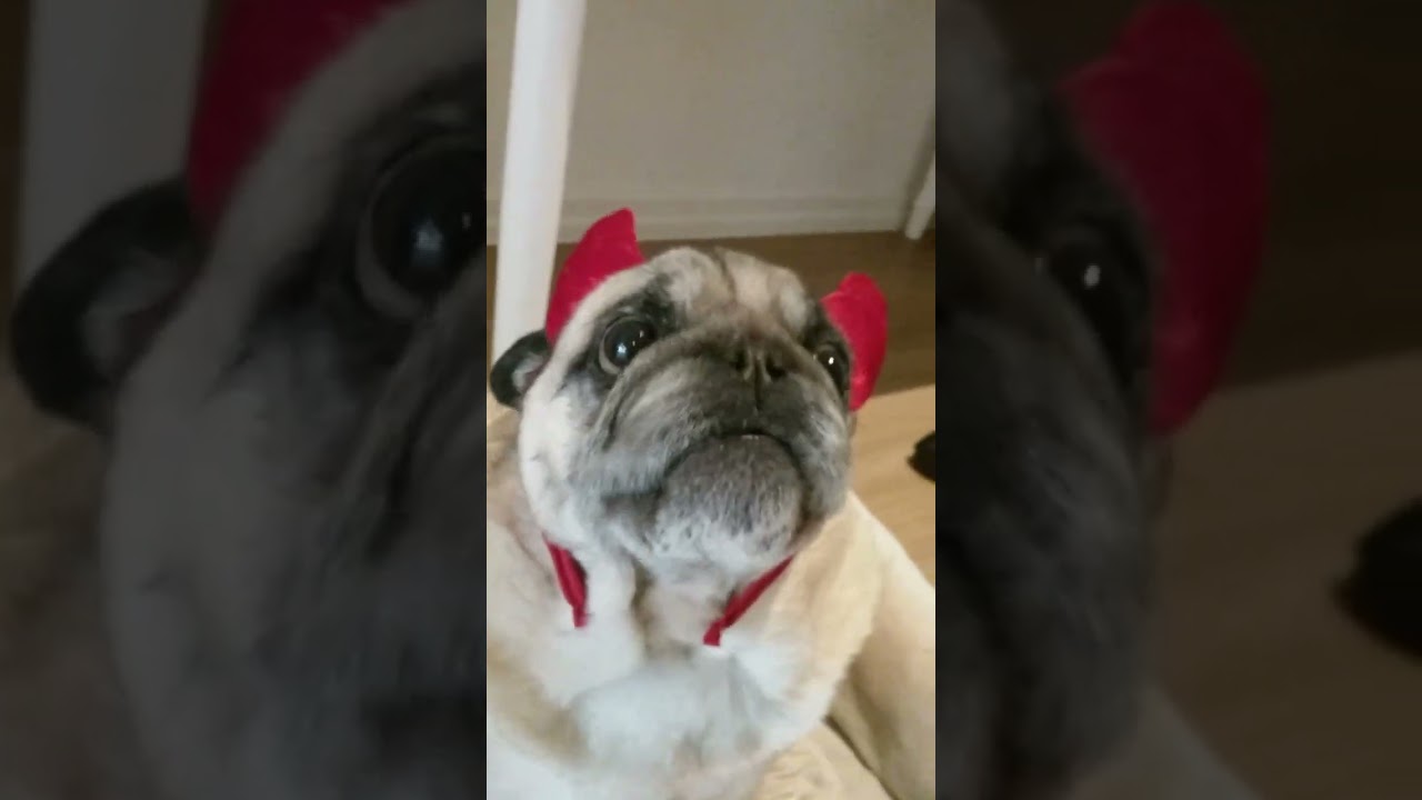 this small pug is a menace to society?!