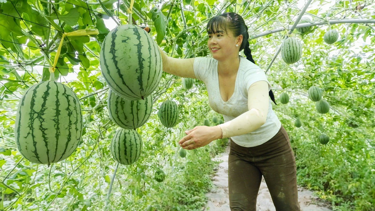 Harvesting Lots Of Watermelons, Use 3-Wheeled Truck Transport Many Watermelon Go To Market Sell