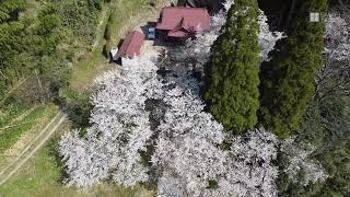 【ドローン撮影】桜咲き誇る国主神社　島根県安来市