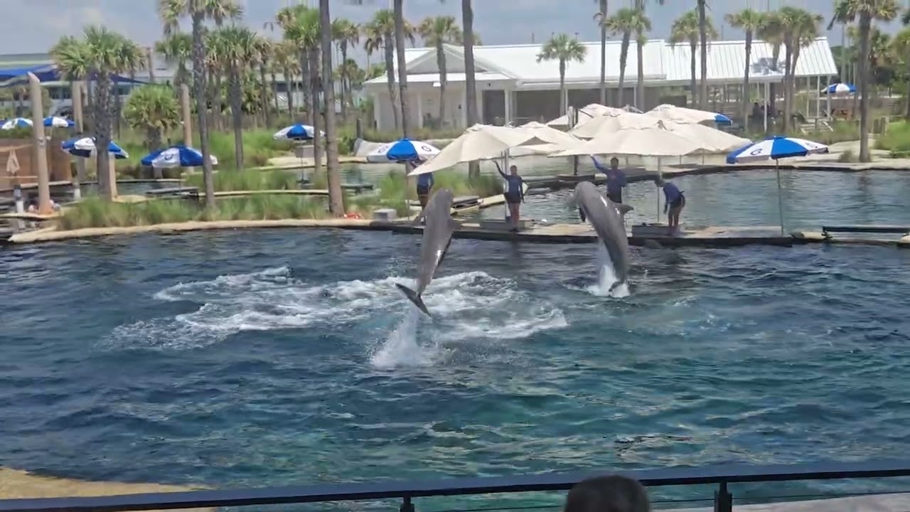 Gulfarium Marine Adventure Park Delfines