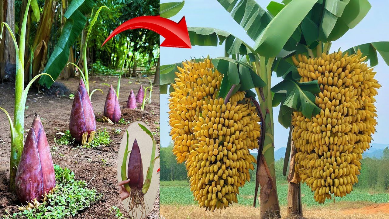 Unique banana breeding technique, growing bananas gives fruit in 1