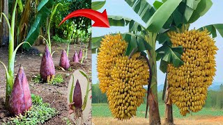 Unique banana breeding technique, growing bananas gives fruit in 1 month