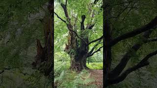 Ancient beech tree and birdsong, Epping Forest