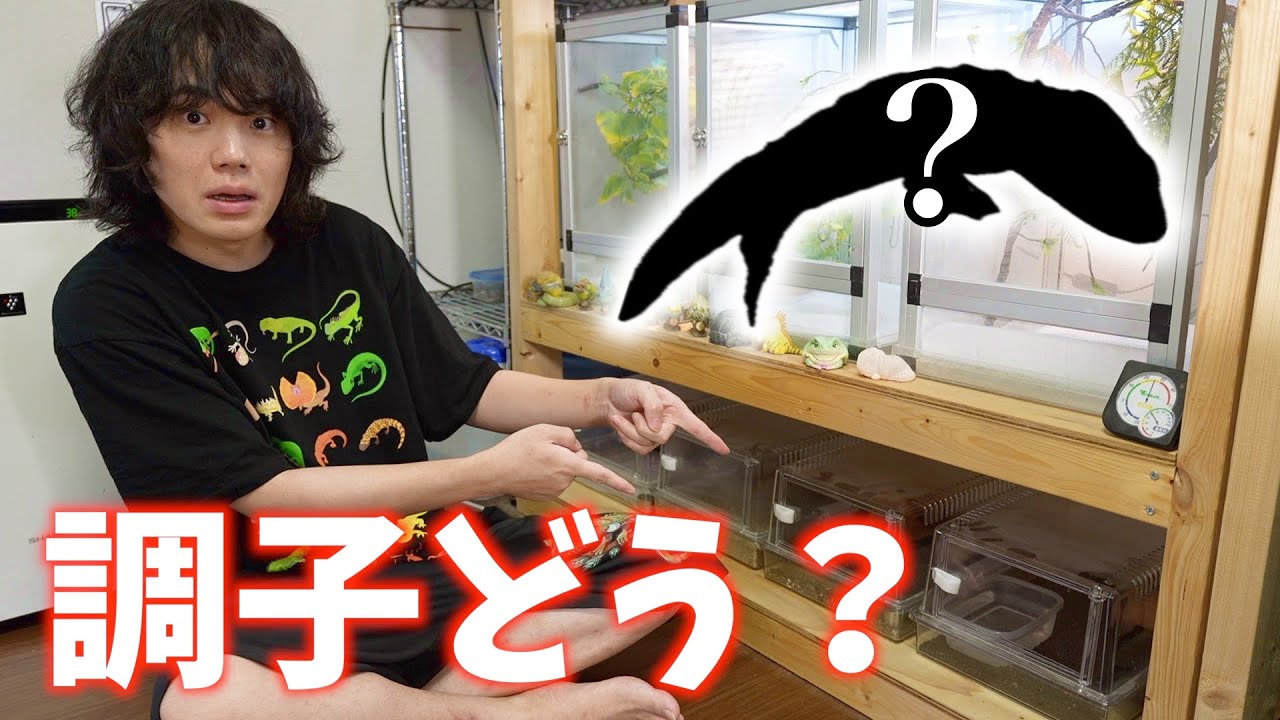 今大人気の『あのトカゲ』の現在…