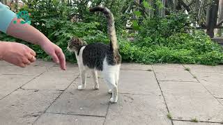 20 cats at once in one place  - The cat likes to be stroked by Paw&Breed 47 views 11 months ago 1 minute, 9 seconds