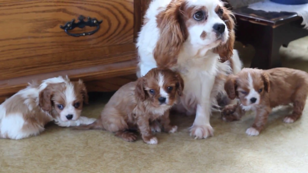 Cavalier King Charles Spaniel Puppies For Sale! - YouTube