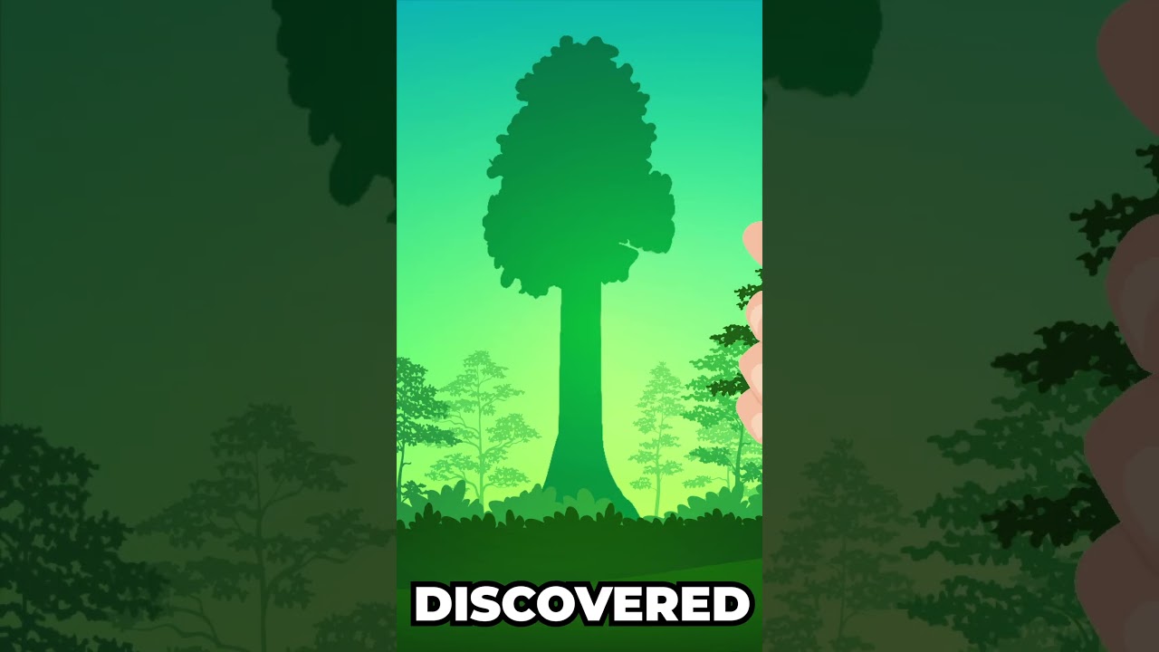 This Tree Is Taller Than The Statue Of Liberty! 🤯🌳😮