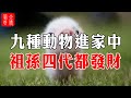 家中出現這9種動物，是招財轉運的征兆，出現1種，祖孫四代都發財，一定別趕走它們！#大佬你好啊