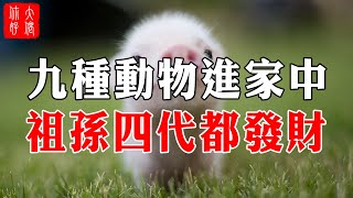 家中出現這9種動物，是招財轉運的征兆，出現1種，祖孫四代都發財，一定別趕走它們！#大佬你好啊