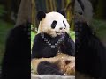 Hungry hungry Pandas 🐼 Is anything safe from the Giant Panda giant appetite?