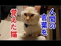 猫なのに人間の言葉を覚えて飼い主と猫語でしゃべるおもしろい猫とは?!