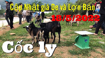 Cập Nhật giá De và Lợn Bản mới nhất 19/5/2022 | chợ phiên tây Bắc Lào cai