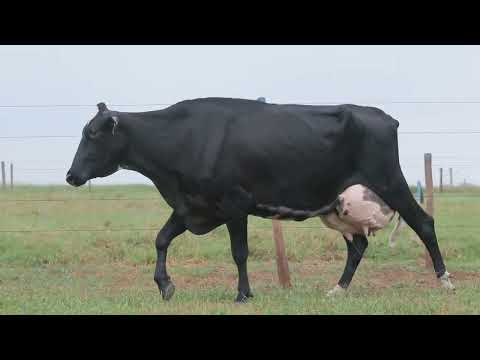 LOTE 44 1130CY