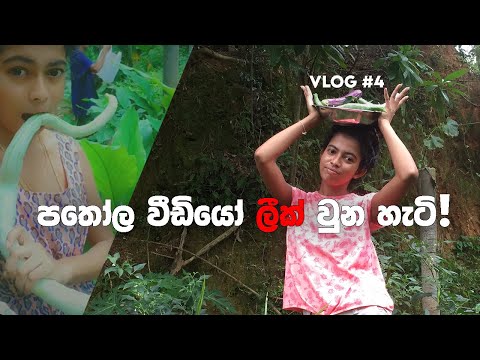 Village Life ❤ | පතෝල | Snakegourd | පතෝල නංගි | Leak ලීක් | නංගියා