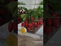 How to grow strawberries at home #garden #roomtogrow #growathome #growingvegetables