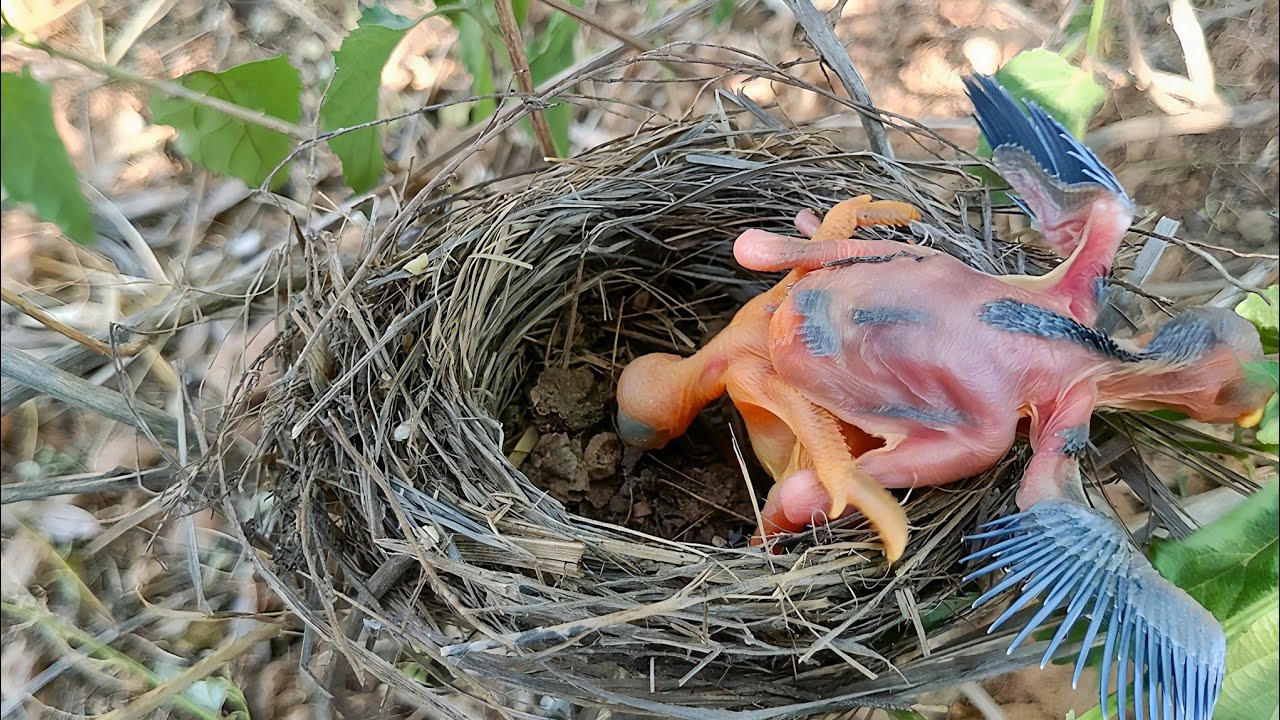 Cuckoo baby is throwing all the baby's out of the nest to remain alone ...