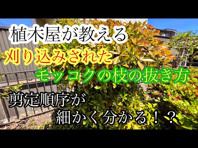 Gardener's Guide] A detailed explanation of the steps to remove