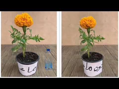 استكشف درس تعيش النباتات في أماكن كثيرة الصف الأول