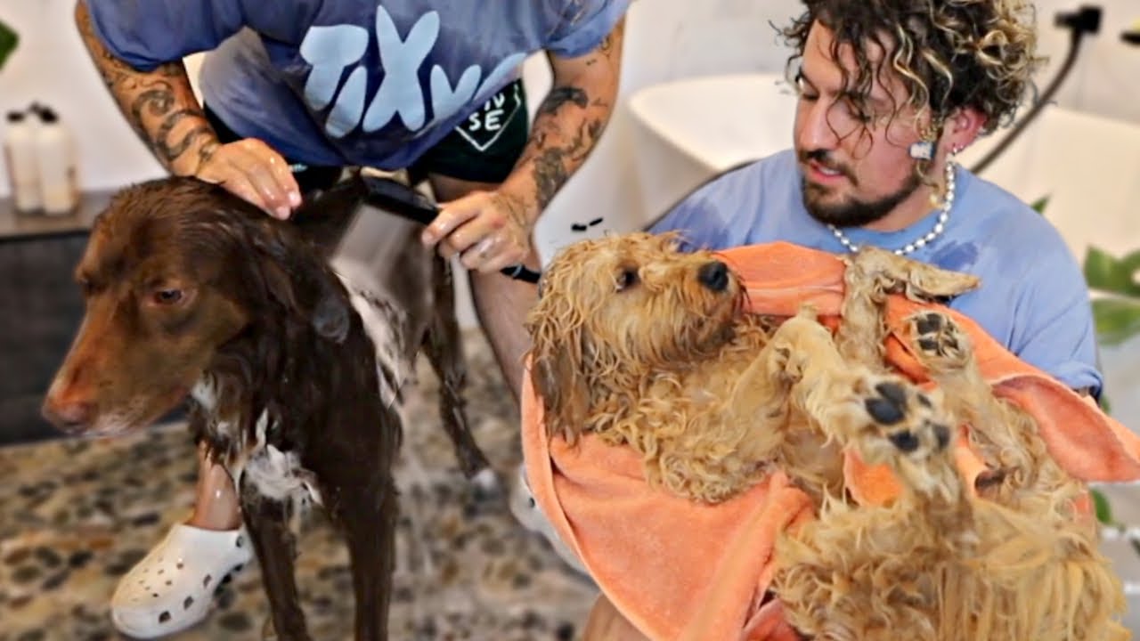 Giving My Dogs A Bath On Stream *GONE WRONG*