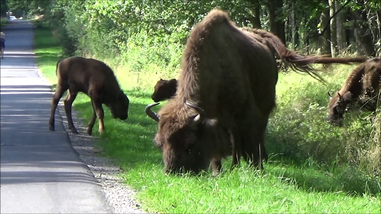 European Bison on Bornholm YouTube