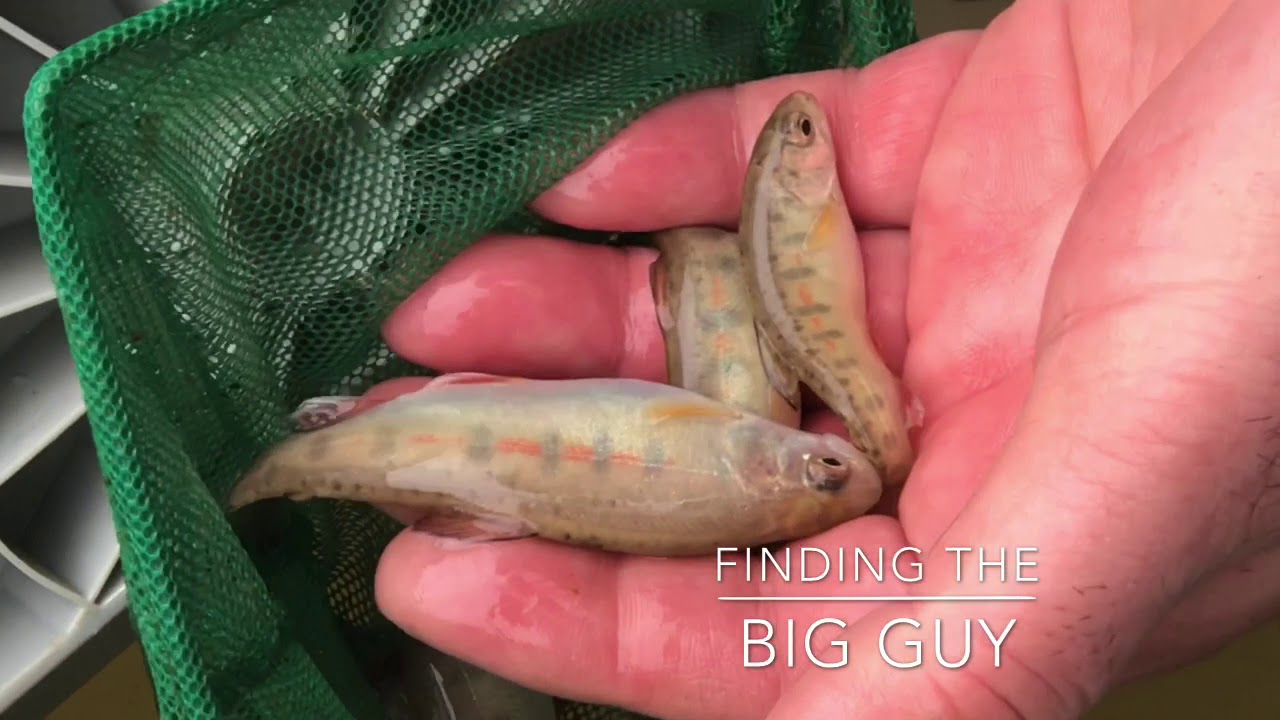 IMS Trout in the Classroom 2020 YouTube