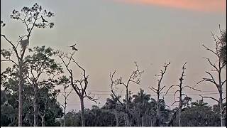 SWFL Eagles ~ FIERCE E26 FLUSHES INTRUDER MAKING CONTACT TALONS UP! M15 CHASES INTRUDER OUT  3.19.26