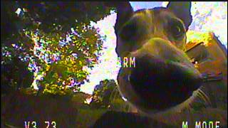 Dog Vs Drone! Cute Doggo Chasing Tiny Whoop!