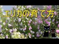 エリカ（ヒース）の育て方
