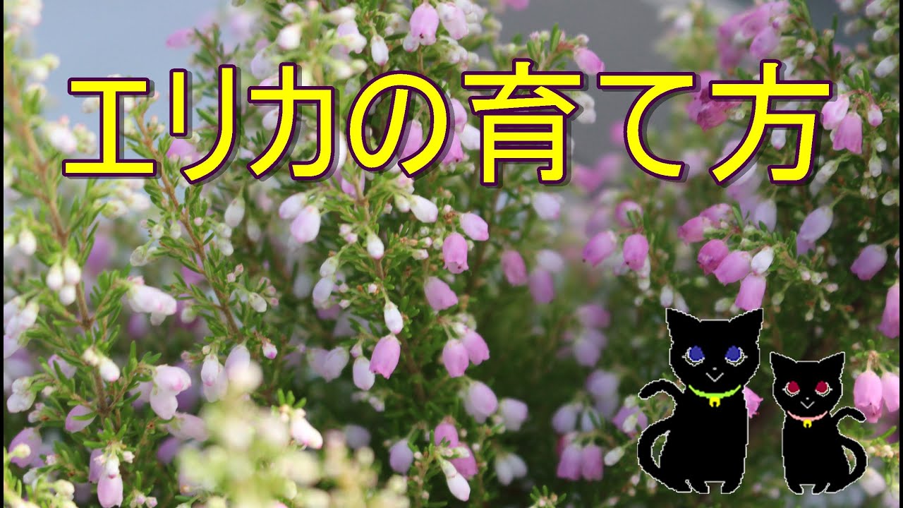 エリカ（ヒース）の育て方