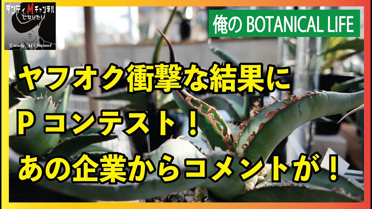 衝撃の結果】ヤフオクで出したアガベ「たぶんピーコッキー」の結果発表