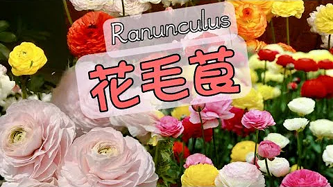 花毛茛Ranunkel/洋牡丹/鮮切花品種中怎能少得了它/04.03.2023 - 天天要聞