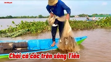 Chài cá cóc trên sông tiền #linhdongque ￼