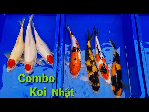 Video Gói combo cá Koi Nhật mini, Cá Koi Bướm khác gì so với... - youtube