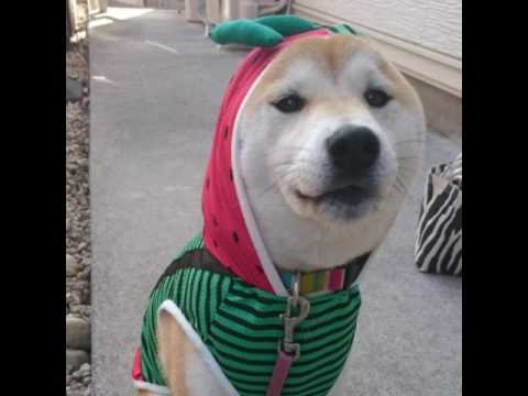 わが輩は、犬