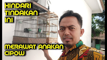 Hindari tindakan ini saat merawat anakan burung sirtu, BISA FATAL
