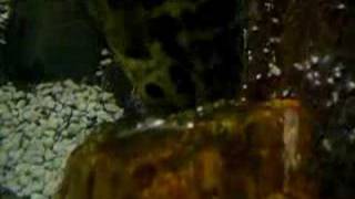 Texasjaguar Hybrid Egg Hatching