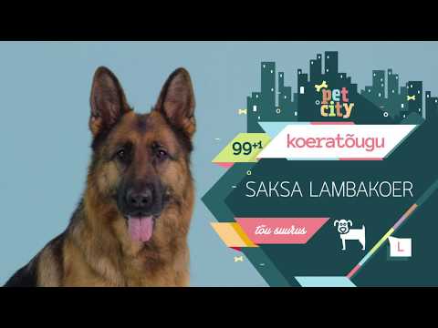 Video: Kuidas Valida Saksa Lambakoer