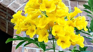 Tecoma stans-(Esperanza- Gold Star), Tronadora, Yellow Bells,  yellow trumpet, Bois-Pissenlit