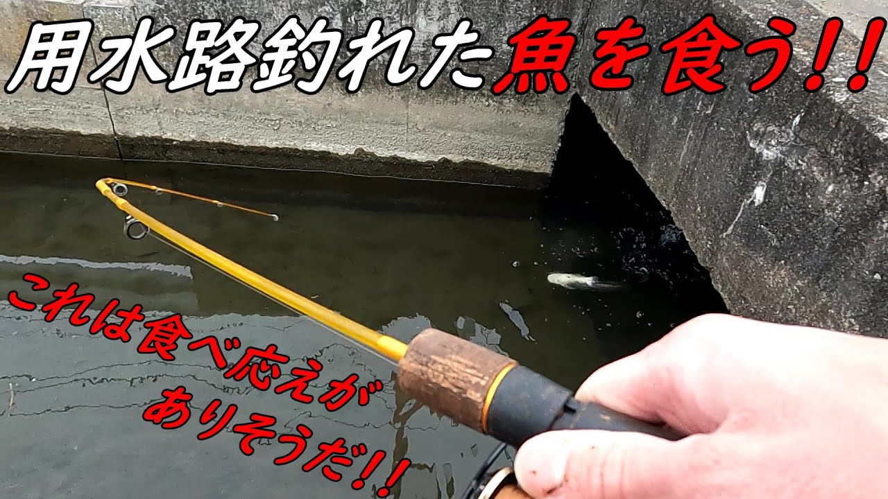 用水路で釣れた美味しい魚を食う！！