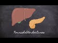 Liver and pancreas  part 5 foundations in digestion  nourishable macronutrients lecture 8