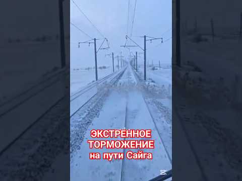 Люди построили ЖД на пути миграции. Чуть не задавил стадо редких сайгаков.
