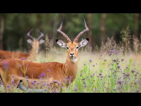 Video: Antílope Impala: características del animal